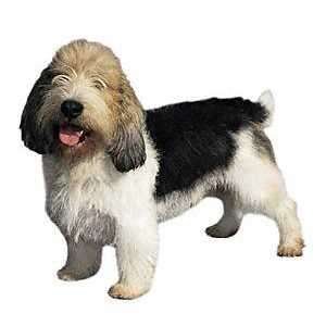 Petit Basset Griffon Vendeen