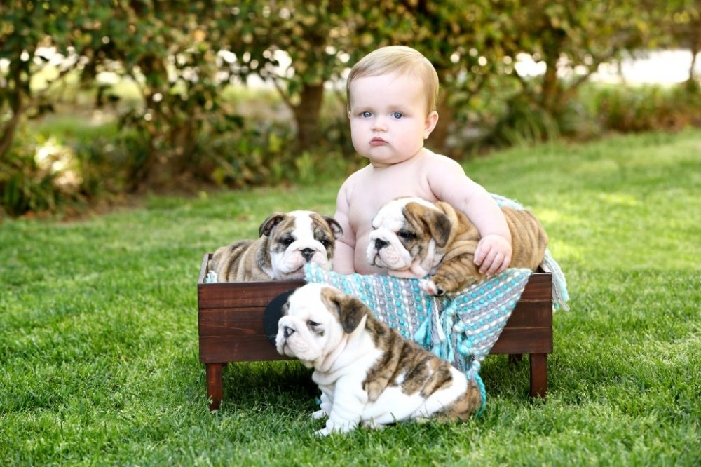 Find English Bulldog Breeders Near Me | Pets4You