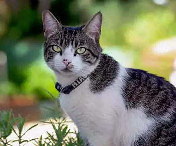 American Wirehair