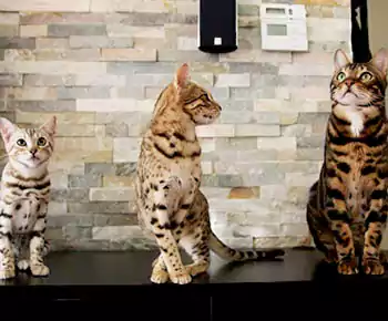 Bengal