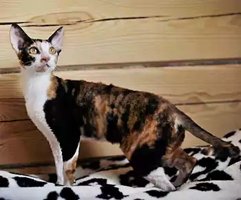 Devon Rex