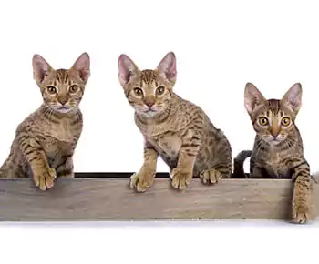 Ocicat