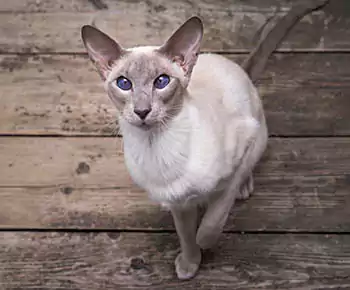 Oriental Shorthair