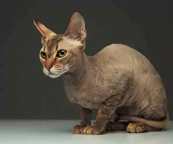 Peterbald