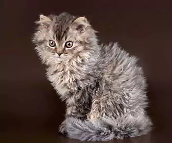 Selkirk Rex