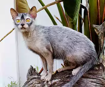 Lykoi