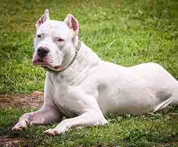 Argentine Dogo