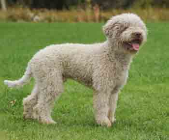 Lagotto Romagnolo