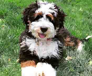 Miniature Bernedoodle