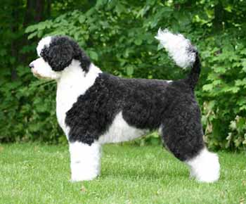 Portuguese Water Dog