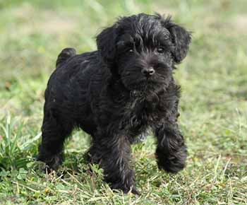 Schnoodle