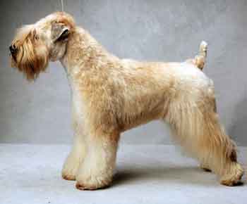 Soft Coated Wheaten Terrier