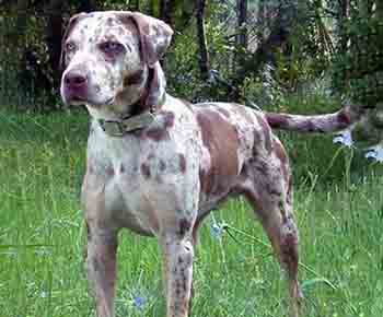 Catahoula Bulldog