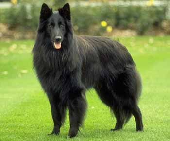 Belgian Sheepdog