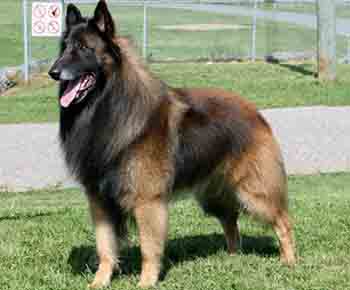 Belgian Tervuren