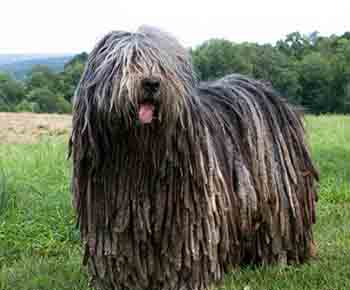 Bergamasco