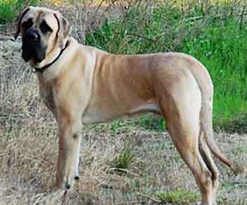 American Mastiff