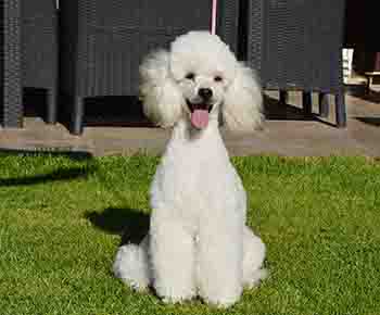 Toy Poodle