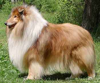 Collie