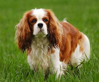 English Toy Spaniel