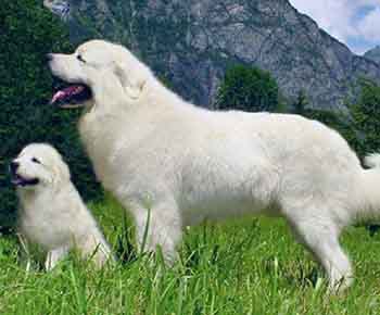 Polish Tatra Sheepdog