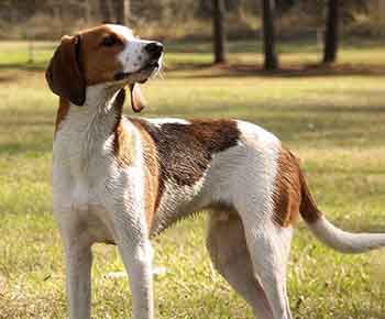 Walker Coonhound