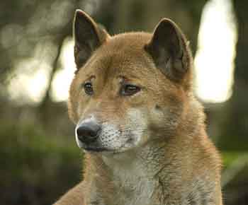 New Guinea Singing Dog