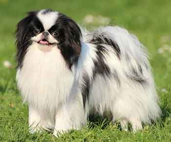 Japanese Chin