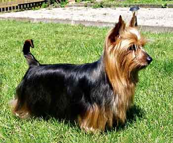 Silky Terrier