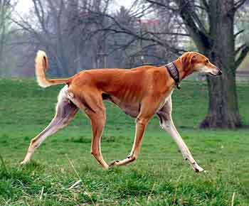 Saluki