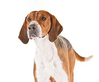 English Foxhound