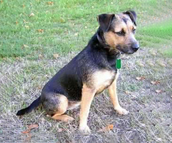 Patterdale Terrier