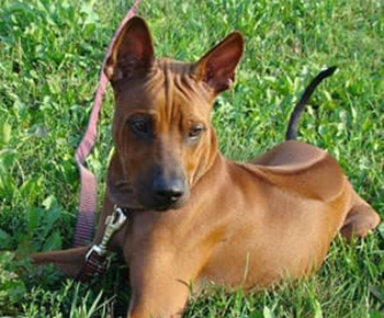 Thai Ridgeback