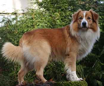 English Shepherd