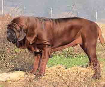 Korean Mastiff