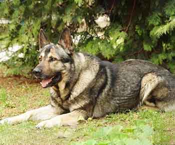 Native American Shepherd Dog