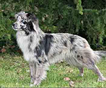 Pyrenean Shepherd