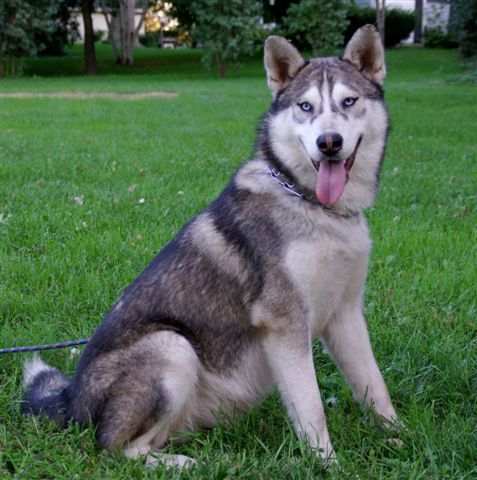 Siberian Indian Dog