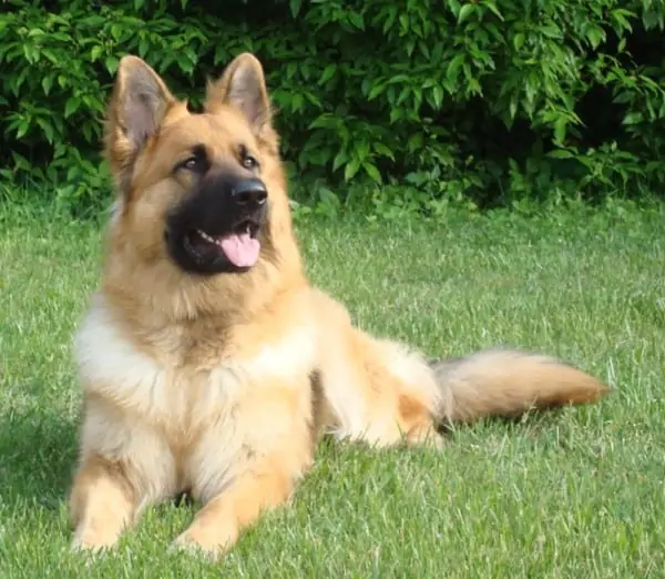 King Shepherd