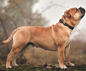 Bouledogue continental