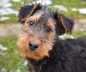 Airedale Terrier