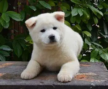 Japán akita