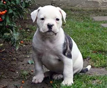 Amerikai bulldog