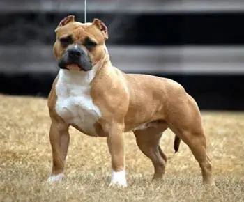 Amerikai Bully - Classic
