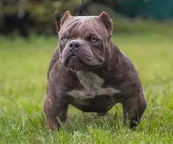 Amerikai Bully - Exotic