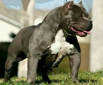 Amerikai Bully - Extreme