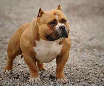 Amerikai Bully - Pocket