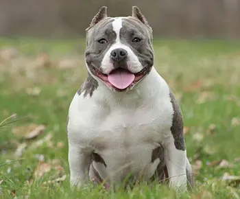 Amerikai Bully - Standard