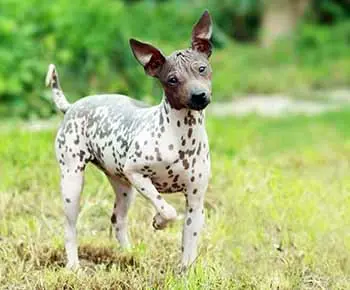 Amerikai Meztelen Terrier