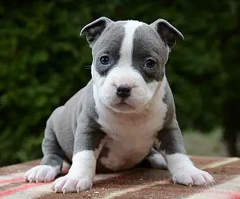 Amerikai Pit Bullterrier